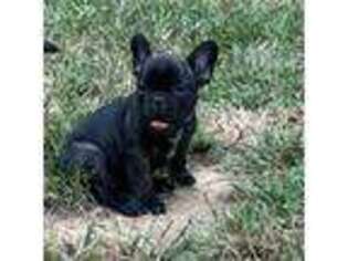 French Bulldog Puppy for sale in Chesterfield, VA, USA