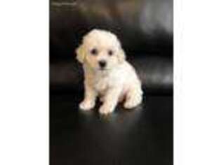 Bichon Frise Puppy for sale in Bedford, IN, USA