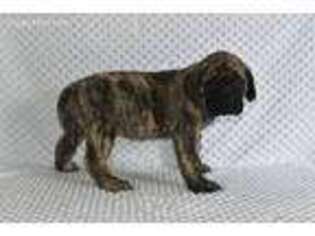 Mastiff Puppy for sale in Middlebury, IN, USA