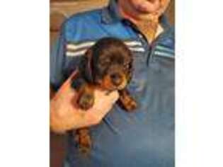Dachshund Puppy for sale in Bear, DE, USA