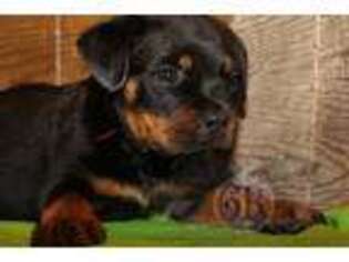 Rottweiler Puppy for sale in Bargersville, IN, USA