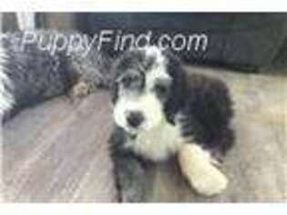 Old English Sheepdog Puppy for sale in Augusta, MT, USA