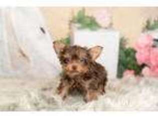 Yorkshire Terrier Puppy for sale in Warsaw, IN, USA