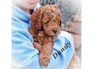 Labradoodle Puppy for sale in Flint, MI, USA