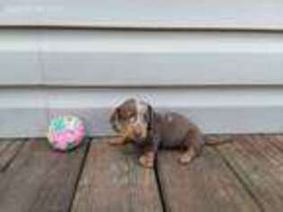 Dachshund Puppy for sale in Waynesboro, TN, USA