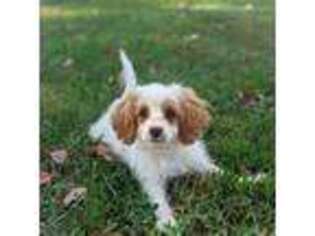Cavapoo Puppy for sale in Dickson, TN, USA