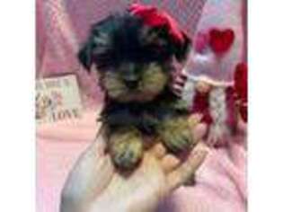 Yorkshire Terrier Puppy for sale in Providence, RI, USA