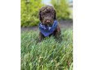 Labradoodle Puppy for sale in Lagrange, IN, USA