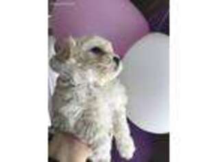 Mutt Puppy for sale in Salisbury, MA, USA