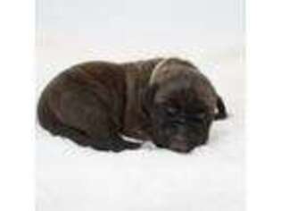 Cane Corso Puppy for sale in Riverhead, NY, USA