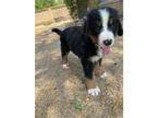 Bernese Mountain Dog Puppy for sale in Scottsdale, AZ, USA
