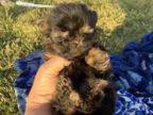 Yorkshire Terrier Puppy for sale in Ringling, OK, USA