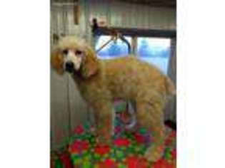 Mutt Puppy for sale in Standish, MI, USA