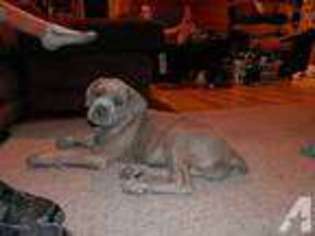 Mutt Puppy for sale in WESTPORT, IN, USA