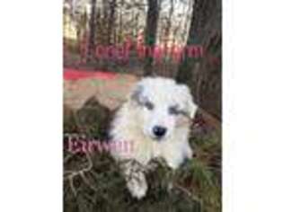 Miniature Australian Shepherd Puppy for sale in Vanzant, MO, USA