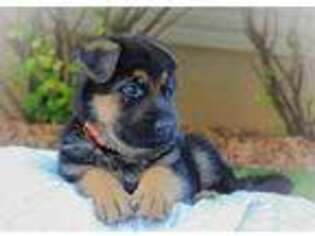 German Shepherd Dog Puppy for sale in Ammon, ID, USA
