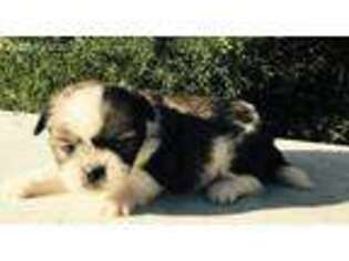 Mutt Puppy for sale in Millen, GA, USA