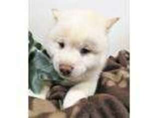 Shiba Inu Puppy for sale in Pomona, MO, USA