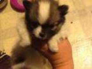 Pomeranian Puppy for sale in FORD, WA, USA