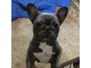 French Bulldog Puppy for sale in Commerce, GA, USA
