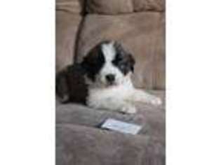 Saint Bernard Puppy for sale in Roseau, MN, USA