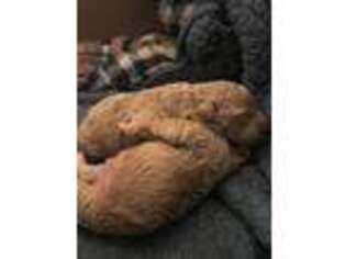 Mutt Puppy for sale in Ludington, MI, USA