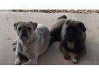 Pug Puppy for sale in Colorado Springs, CO, USA