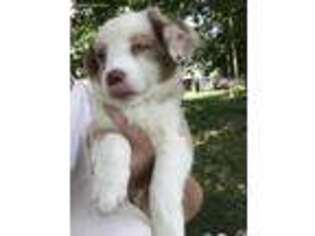 Miniature Australian Shepherd Puppy for sale in Eaton, OH, USA