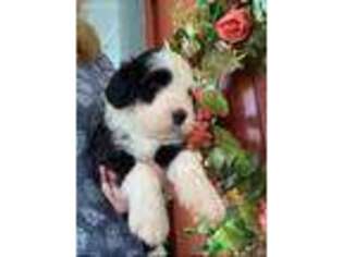 Portuguese Water Dog Puppy for sale in Saint Petersburg, FL, USA