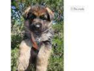 German Shepherd Dog Puppy for sale in Carlsbad, NM, USA