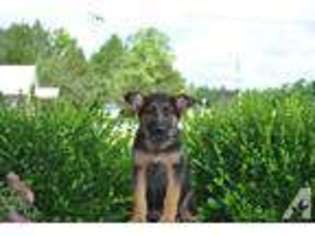 German Shepherd Dog Puppy for sale in TUPELO, MS, USA