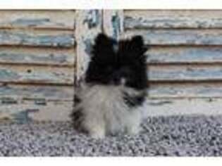 Pomeranian Puppy for sale in Eden Valley, MN, USA