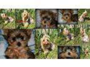 Yorkshire Terrier Puppy for sale in Orange, VA, USA