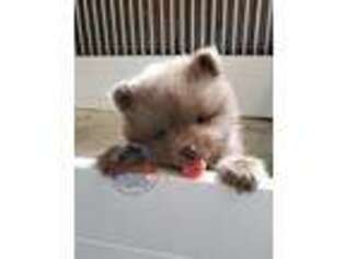 Pomeranian Puppy for sale in Butternut, WI, USA