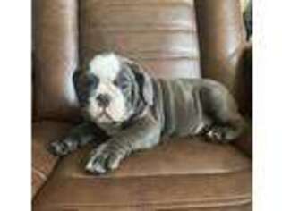 Bulldog Puppy for sale in Live Oak, CA, USA