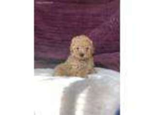 Mutt Puppy for sale in Suisun City, CA, USA