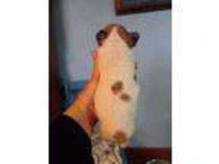 French Bulldog Puppy for sale in Durand, IL, USA