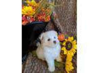 Maltese Puppy for sale in Fruitvale, TX, USA