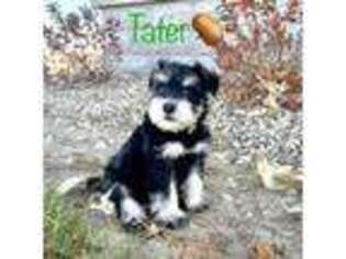 Mutt Puppy for sale in Van Buren, IN, USA