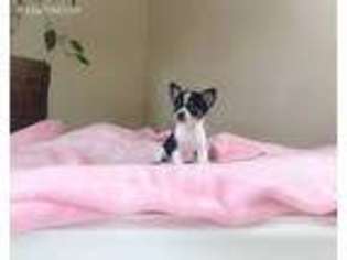 Chihuahua Puppy for sale in Linesville, PA, USA