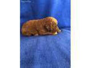 Mutt Puppy for sale in Sanford, CO, USA