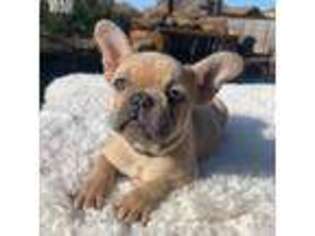 French Bulldog Puppy for sale in Murrysville, PA, USA