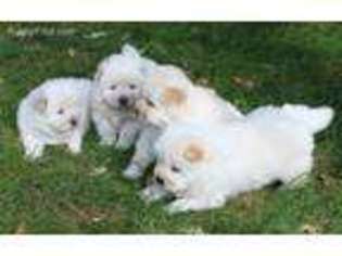 Chow Chow Puppy for sale in Huber Heights, OH, USA