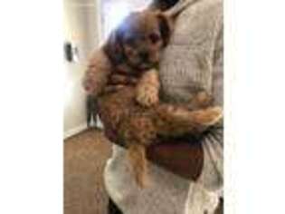 Cavapoo Puppy for sale in Westerville, OH, USA