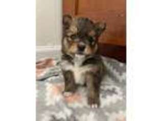Buggs Puppy for sale in Chicago, IL, USA
