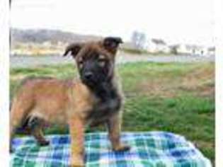 Belgian Malinois Puppy for sale in Gordonville, PA, USA