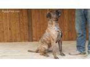 Bullmastiff Puppy for sale in Thompson Falls, MT, USA