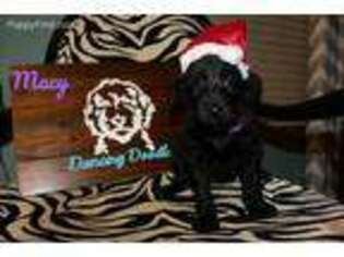 Labradoodle Puppy for sale in Sussex, WI, USA