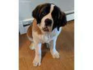 Saint Bernard Puppy for sale in Dodge Center, MN, USA
