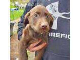 Labrador Retriever Puppy for sale in Marathon, NY, USA